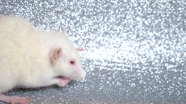 White rat on a silver background. close-up. symbol of 2020. copy space — Stock Video