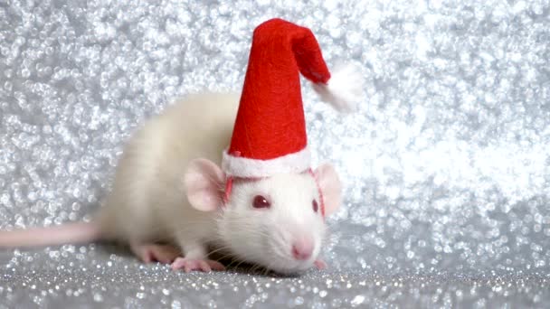 Rat blanc en bonnet de Noël Santa sur fond argenté. Gros plan. symbole de 2020. espace de copie — Video