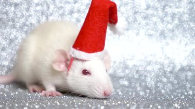 gümüş arka planda Noel Baba noel şapkalı beyaz sıçan. Close. 2020 sembolü. kopyalama alanı