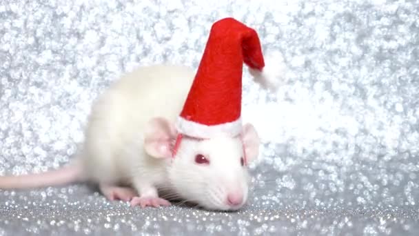 Rata blanca en gorra de navidad santa sobre fondo plateado. Primer plano. símbolo de 2020. espacio de copia — Vídeos de Stock