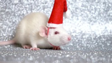 gümüş arka planda Noel Baba noel şapkalı beyaz sıçan. Close. 2020 sembolü. kopyalama alanı