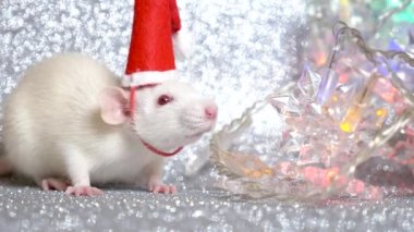 Gümüş bir arka plan üzerinde Santas Noel kap beyaz bir sıçan, kar taneleri şeklinde çok renkli yanıp sönen çelenk yanında. Close. 2020 sembolü. kopyalama alanı