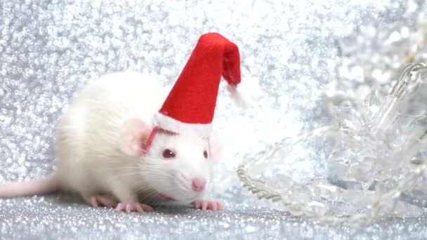 Una rata blanca en gorra de Navidad de Santas sobre un fondo plateado, junto a una guirnalda intermitente multicolor en forma de copos de nieve. Primer plano. símbolo de 2020. espacio de copia — Vídeo de stock