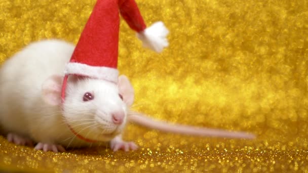 Witte rat in Santa kerst Cap op gouden achtergrond. Close-up. symbool van 2020. ruimte kopiëren — Stockvideo