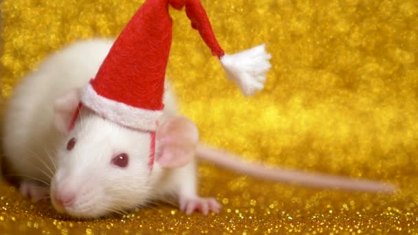 Witte rat in Santa kerst Cap op gouden achtergrond. Close-up. symbool van 2020. ruimte kopiëren — Stockvideo