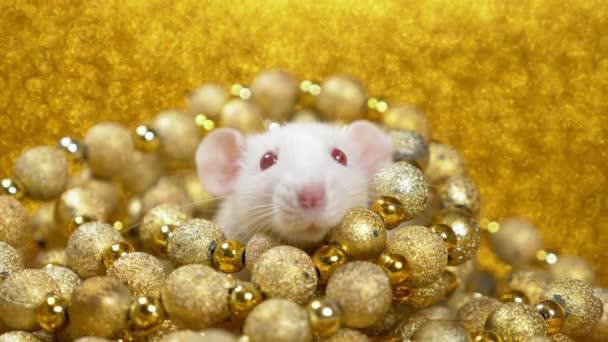 Eine weiße Ratte auf goldenem Grund lugt aus einem Nest aus goldenen Kugeln hervor. Nahaufnahme. Symbol für 2020. Kopierraum. Symbol für Reichtum und Überfluss — Stockvideo