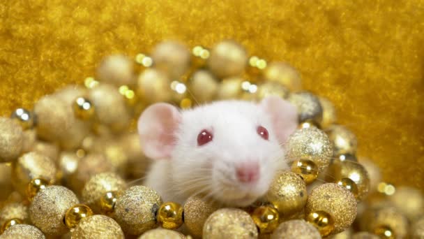 Een witte rat op een gouden achtergrond pept uit een nest van gouden ballen. Close-up. symbool van 2020. Kopieer ruimte. symbool van rijkdom en overvloed — Stockvideo
