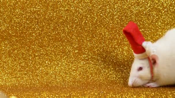 Witte rat in Santa kerst Cap op gouden achtergrond. Close-up. symbool van 2020. ruimte kopiëren — Stockvideo