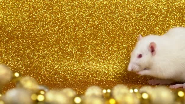 Witte rat op een gouden achtergrond. Close-up. Symbool van 2020. Kopieer ruimte. symbool van rijkdom en overvloed — Stockvideo