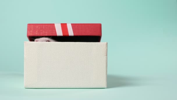 Rato branco bonito em uma caixa de presente. num fundo azul. Símbolo do ano 2020, um presente para a criança . — Vídeo de Stock