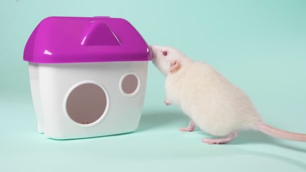 Domestic white rat in a beautiful little house on a blue background. animal symbol of 2020, copy space — Stock Video