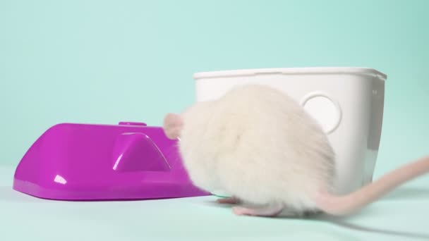 Rat blanc domestique dans une belle petite maison sur fond bleu. symbole animal de 2020, espace de copie — Video