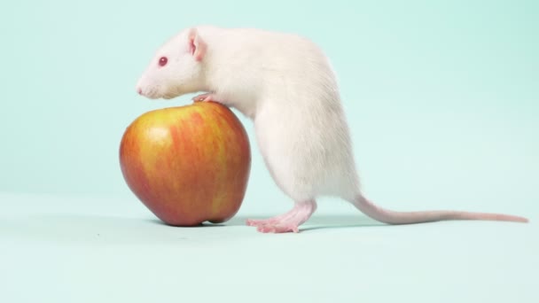 Witte handmatige kleine rat wast zittend in de voorkant van een appel op een blauwe achtergrond — Stockvideo