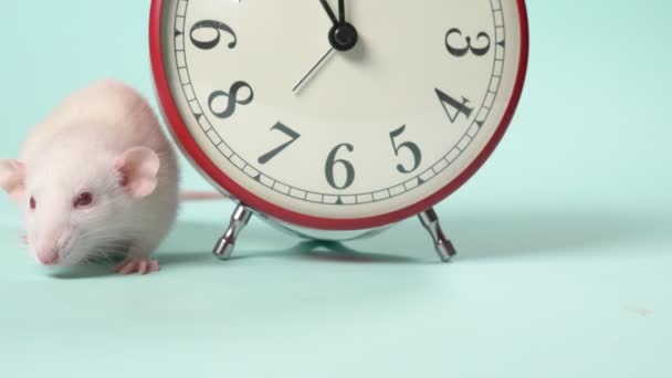 A cute white little rat next to an alarm clock that shows 11:55. five minutes before the new year. blue background, copy space — Stock Video