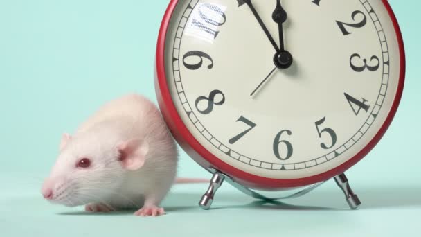 Милая белая крыса рядом с будильником, который показывает 11: 55, за пять минут до Нового года. синий фон, пространство для копирования — стоковое видео