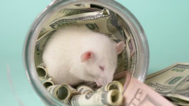 küçük beyaz sıçan dolar bir yuva yaptı