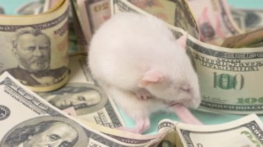 küçük beyaz sıçan dolar bir yuva yaptı