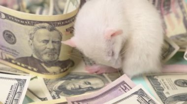 küçük beyaz sıçan dolar bir yuva yaptı