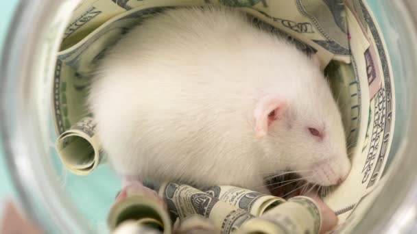 Kleine witte rat maakte een nest van dollars — Stockvideo