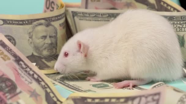 Little white rat made a nest of dollars — Stock Video