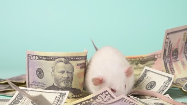 Little white rat made a nest of dollars — Stock Video
