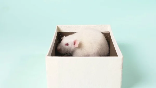 Schattige kleine witte rat in een doos van de gift. op een blauwe achtergrond. Symbool van het jaar 2020, een geschenk aan het kind. — Stockfoto