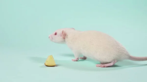 Pequeno rato de laboratório branco, sobre um fundo azul — Fotografia de Stock