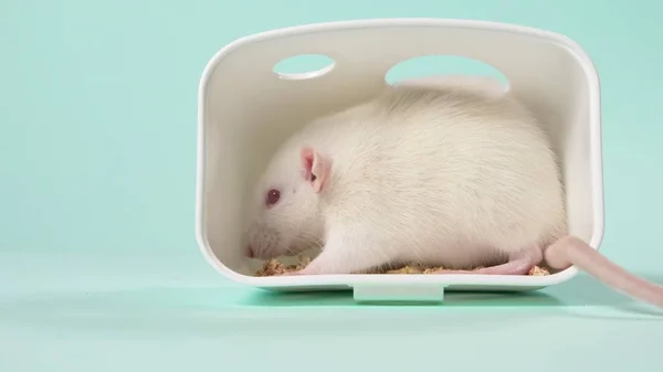 Domestic white rat in a beautiful little house on a blue background. animal symbol of 2020, copy space — Stock Photo, Image