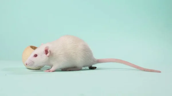 Kleine witte laboratorium rat, op een blauwe achtergrond — Stockfoto