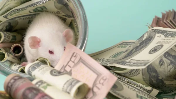 Mały biały szczur zrobił gniazdo dolarów — Zdjęcie stockowe
