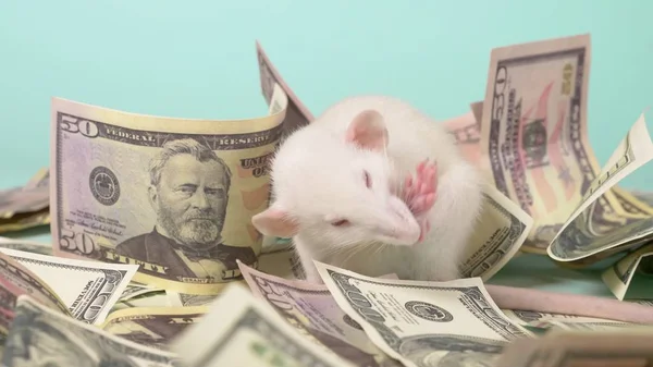 Petit rat blanc fait un nid de dollars — Photo