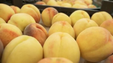 Bir süpermarkette taze tatlı kayısı ile vitrin. Close. Dükkandan meyve. Kayısı arka plan.