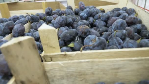 Belles prunes sur le comptoir dans le supermarché, une femme acheteur choisit des prunes à l'achat . — Video