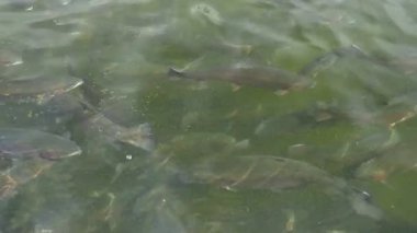 yakın çekim, gökkuşağı alabalık sürüsü suda yüzer.