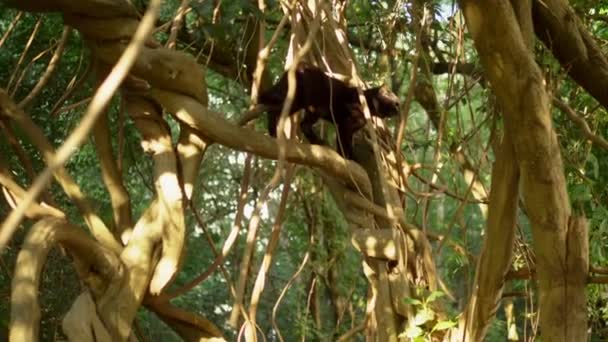 Krásná černá kočka na stromě s šlaškami. — Stock video
