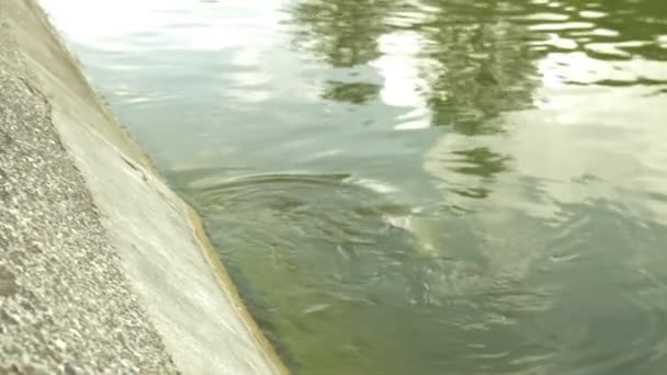 Piscinas com peixes numa quinta de trutas, conceito de exploração piscícola . — Vídeo de Stock
