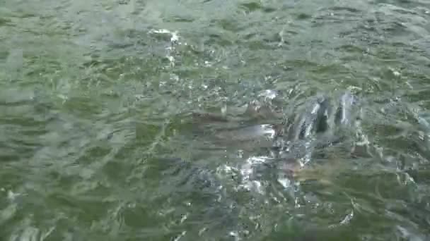 Gros plan, un troupeau de truites arc-en-ciel nage dans l'eau . — Video