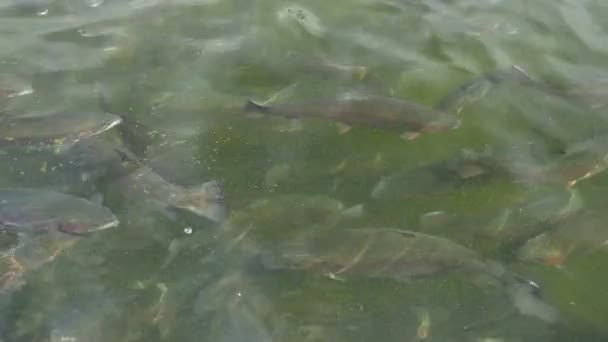 Close-up, a flock of rainbow trout swims in the water. — Stock Video