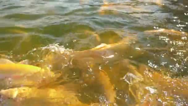 Fiskodling koncept. Närbild. många gyllene öring stänk i vattnet medan utfodring — Stockvideo
