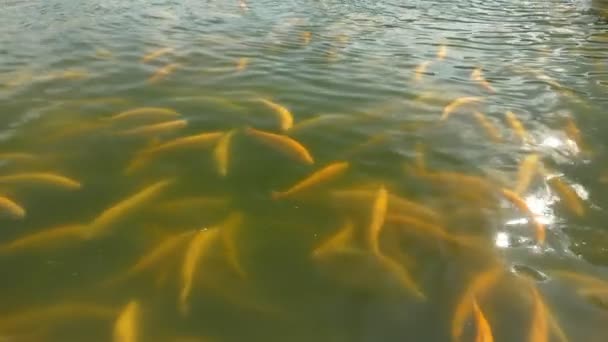 Fischzuchtkonzept. Nahaufnahme. Viele Goldforellen planschen beim Füttern im Wasser — Stockvideo