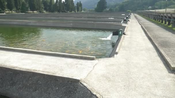 Piscinas con peces en una granja de truchas, concepto de granja de peces . — Vídeo de stock