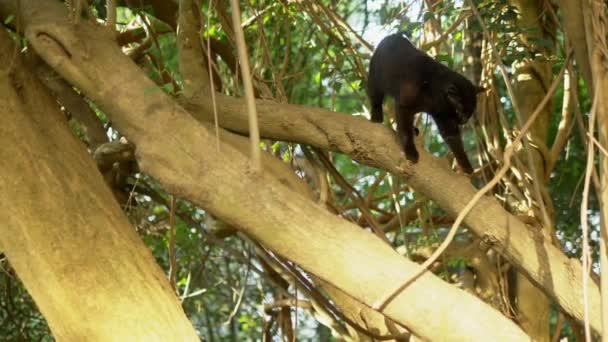 Schöne schwarze Katze auf einem Baum mit Schlingpflanzen. — Stockvideo