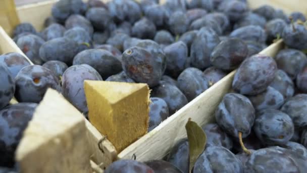 Belles prunes sur le comptoir dans le supermarché, une femme acheteur choisit des prunes à l'achat . — Video