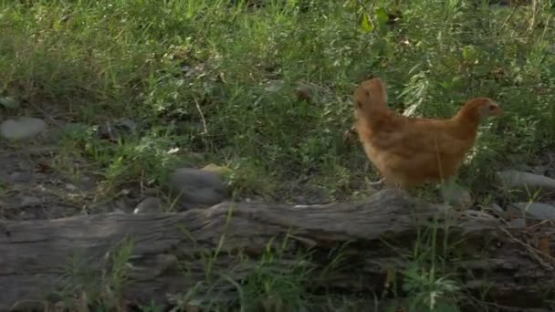 Kylling løber udenfor, løber tør for ramme – Stock-video