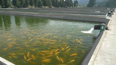 alabalık çiftliğinde balık havuzları, balık çiftliği konsepti.