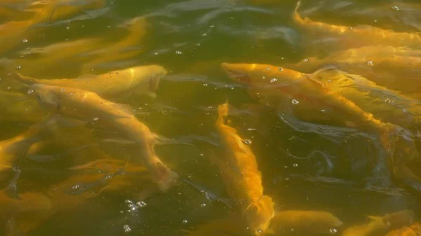 Fiskodling koncept. Närbild. många gyllene öring stänk i vattnet medan utfodring — Stockfoto