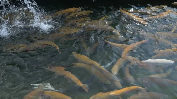 Begreppet fiskodling. Närbild. en hel del guld, vit och blå öring stänker i vattnet medan utfodring — Stockfoto