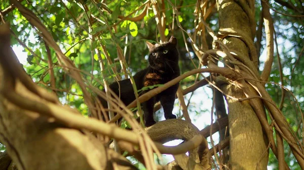 クリーパーと木の上の美しい黒猫. — ストック写真
