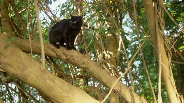 Beau chat noir sur un arbre avec des rampants . — Photo