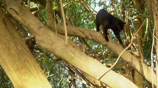 Beau chat noir sur un arbre avec des rampants . — Photo